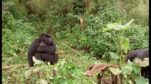 Meet This Family of Mountain Gorillas | Cousins | BBC Earth