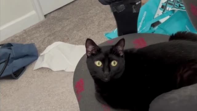 Adopting a Cat from a Shelter Vlog - Precious Piper Does the What's That Face #shorts