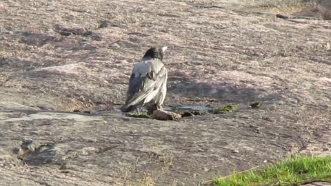 Hooded Crow drinking from a puddle