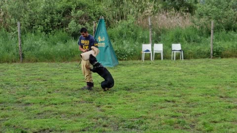 Attacco manica Rottweiler lanciato - Centro Cinofilo Pike(4K