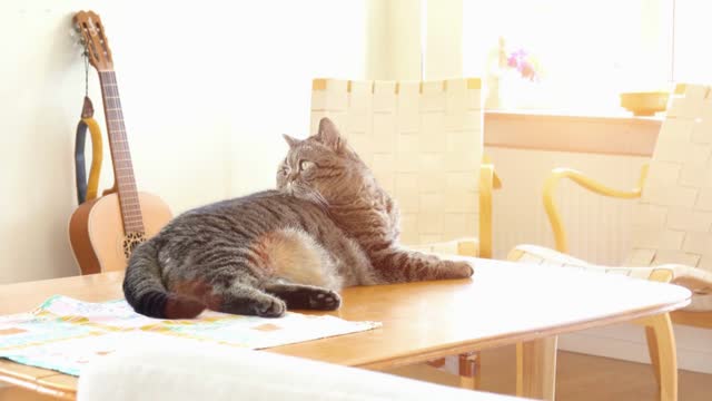 Cat relaxing on table at home. Comfortable lying down while taking a nap