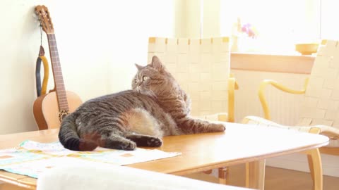 Cat relaxing on table at home. Comfortable lying down while taking a nap