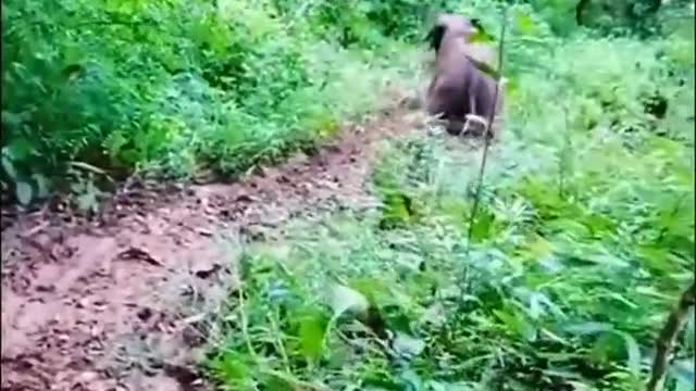 Cute eEephant Is Very Happy