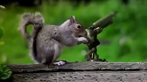 Animals with guns . Funny
