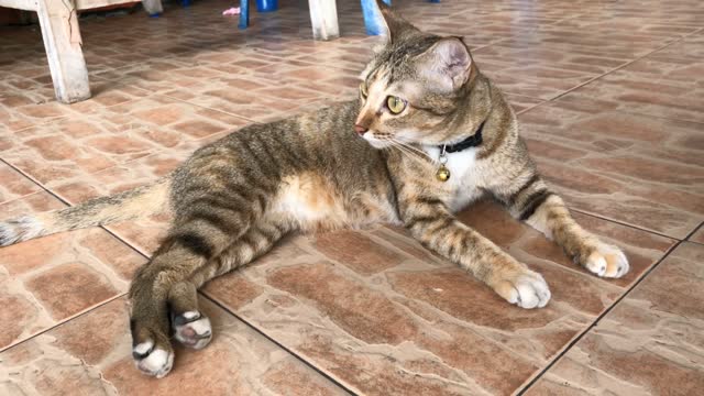 A Curious Cat Sitting On The Floor