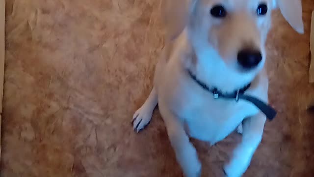 Cutie asks for tasty...Dog cutie