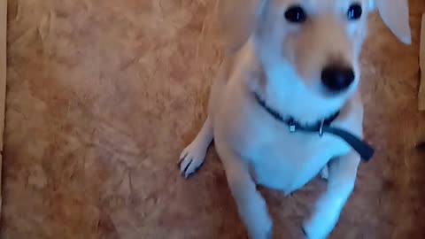 Cutie asks for tasty...Dog cutie