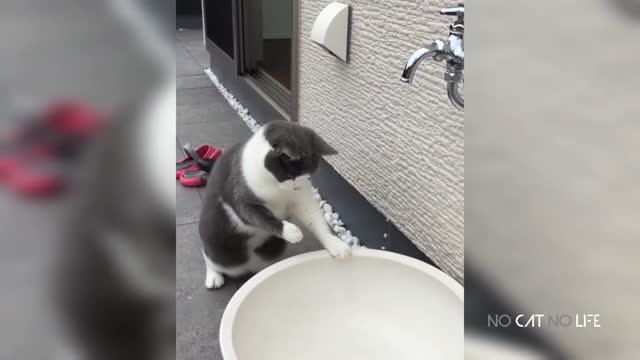 funny video . cute cat