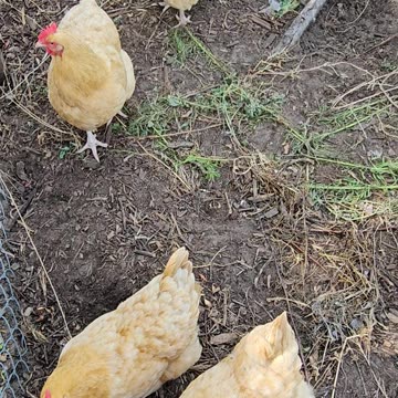 OMC! My chickens gather before me whenever I visit them - Is it love? #chickens #love #shorts #hens