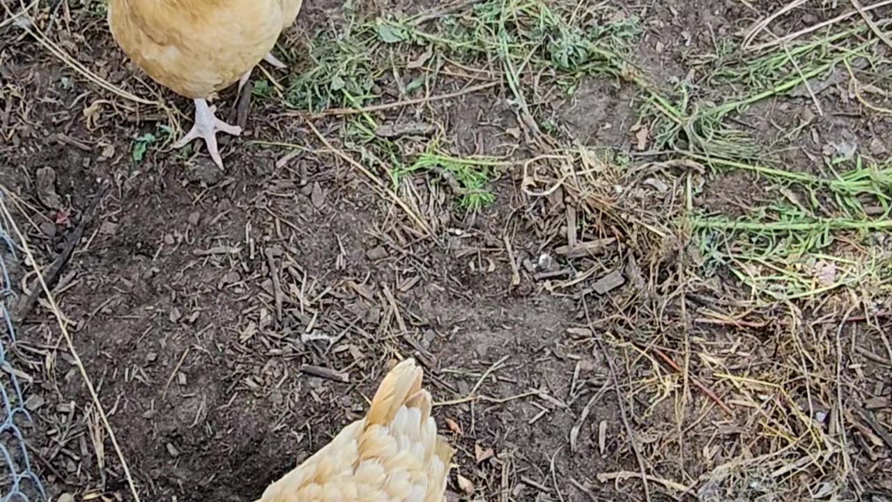 OMC! My chickens gather before me whenever I visit them - Is it love? #chickens #love #shorts #hens