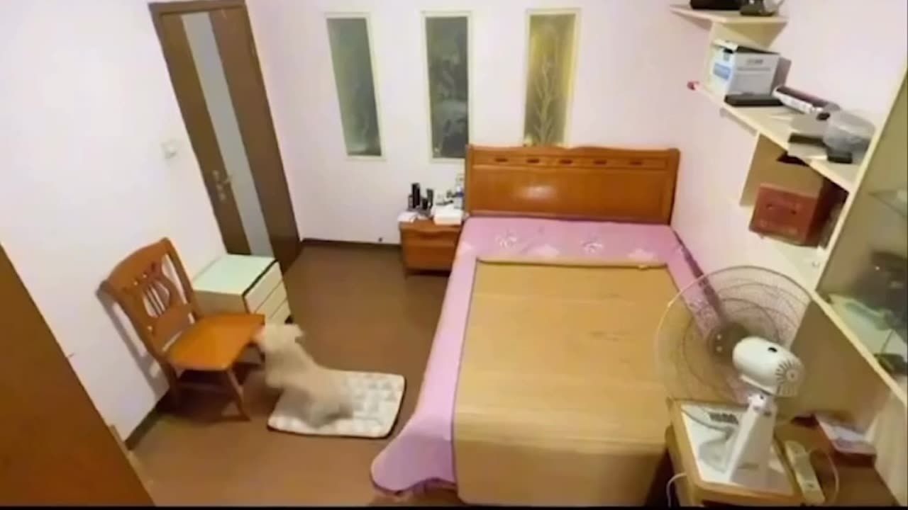 Funny dog video