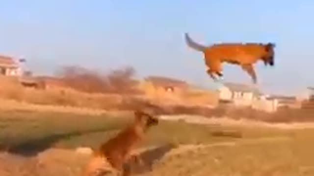 Amesing dog style