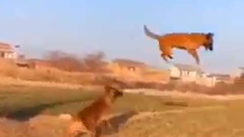 Amesing dog style
