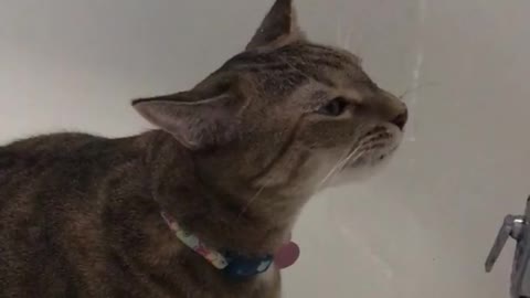 Cat enjoys water from faucet