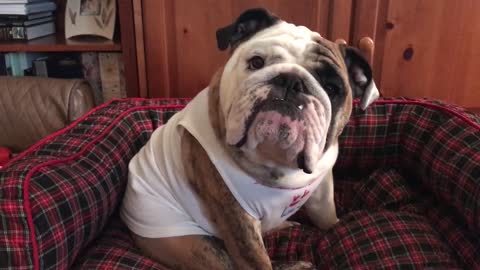 Chilly Bulldog Transforms Into Redneck