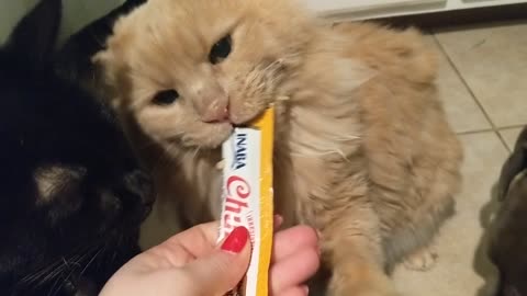 Wobbly Cat goes crazy for treats