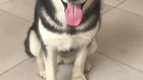 Handsome Husky