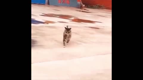 The best cat rhythm ever 😂
