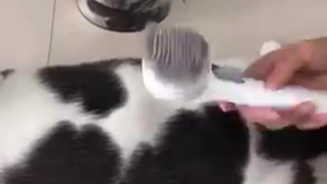 Cat Brushing