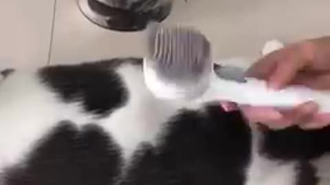 Cat Brushing