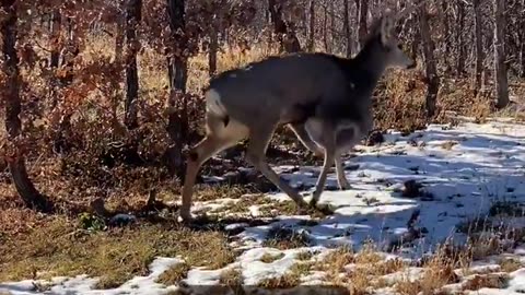 Huge Cyst On Deer