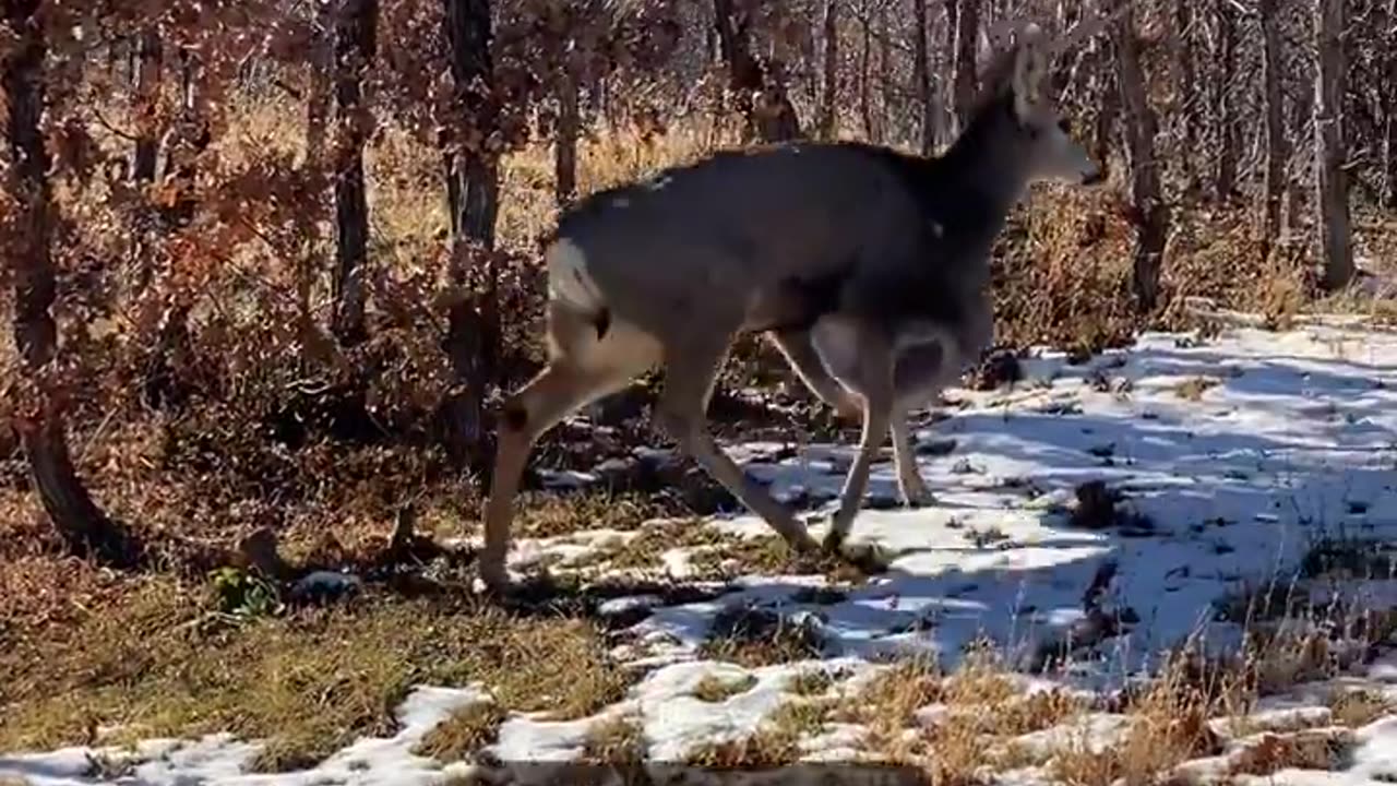 Huge Cyst On Deer