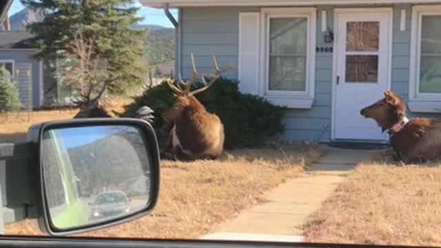 Huge Resting Elk Herd Surrounds Homes