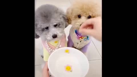 Funniest Animals - Best Of The 2021 Funny Animal Videos #23