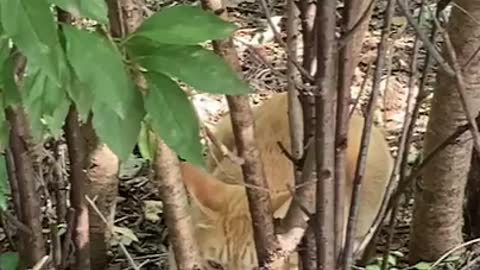 Cat hiding in the shaggy