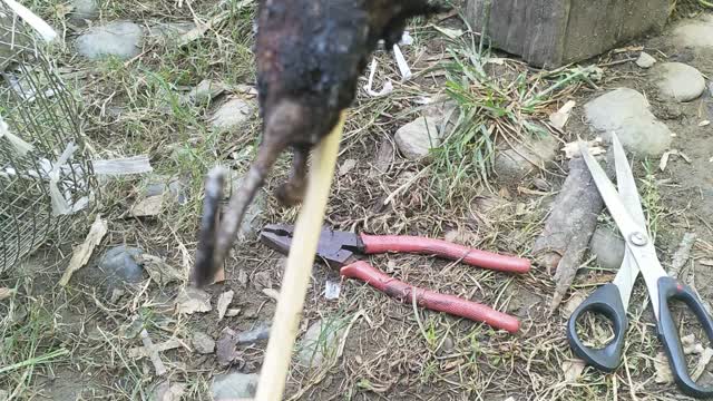 Fired mouse
