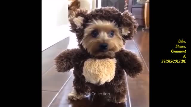 Funny pet videos compilation - try not to laugh (3)