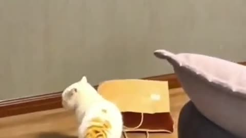 0.#cute cat#shorts