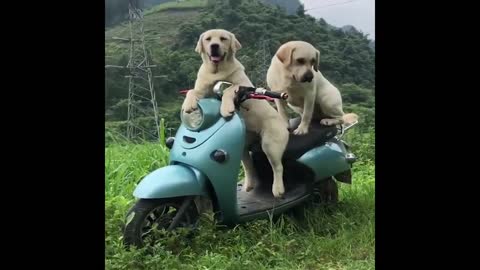 Cute Labrador Puppy Video