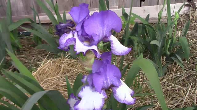 A Newly Created Iris Blooming For The First Time