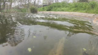 Otter catching fish underwater