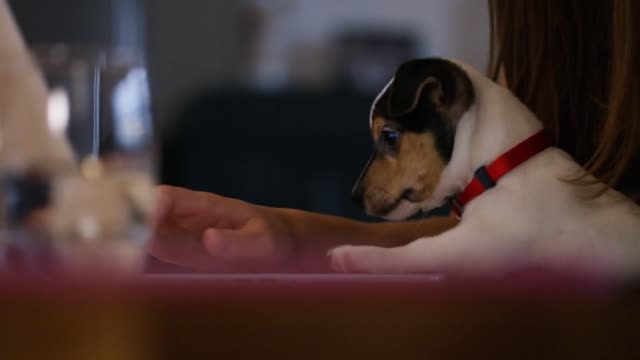 Young puppy playing with its owner as she works on her laptop at home