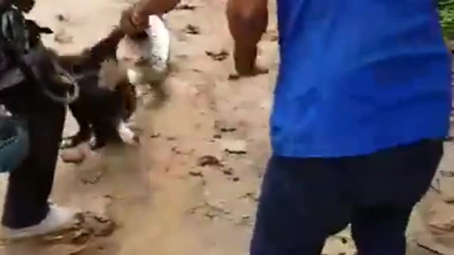 Snake Anaconda attacks a dog
