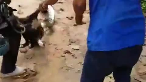 Snake Anaconda attacks a dog