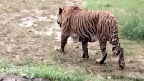 Tiger, zoo,walking in a open zoo,