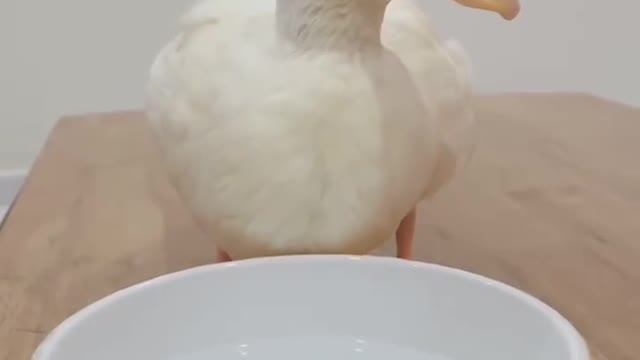 The little duck shakes his head and drinks water, so cute