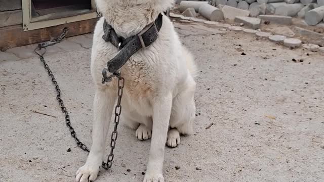 Korean dog swearing only to its owner