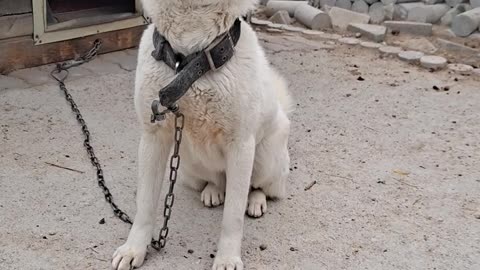 Korean dog swearing only to its owner