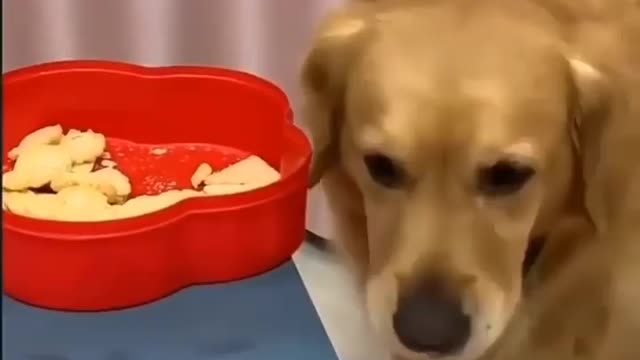 Funny dog 🐕🐕🐕