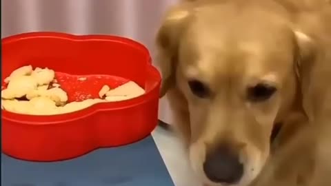 Funny dog 🐕🐕🐕