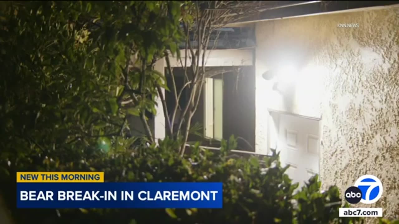 Large bear breaks into Claremont home while family was inside