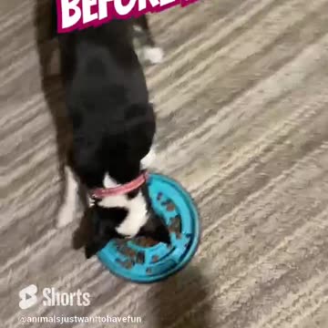 Dogs before and after food