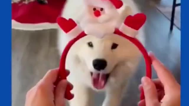 Funny Dogs Christmas Mood 2021 - Cute Dog Videos Compilation #shorts