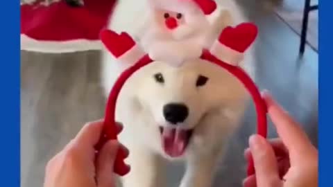 Funny Dogs Christmas Mood 2021 - Cute Dog Videos Compilation #shorts