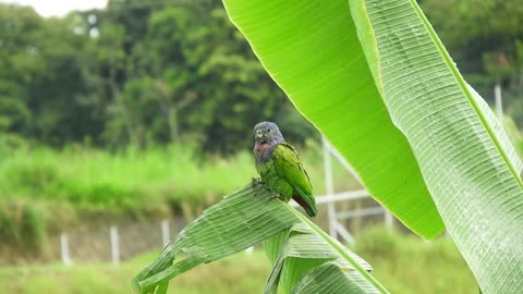 black-bird-songbird-female-bird