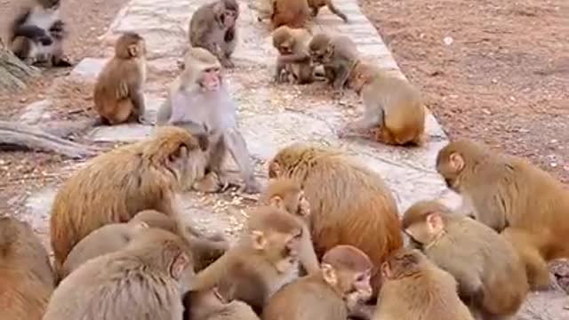 Cute Baby Monkey 2112 # 15